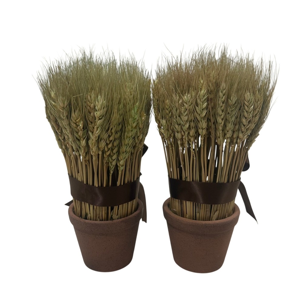 Set of 2 Dried Wheat Stalk Arrangements in Terracotta Pots Brown Ribbon Fall